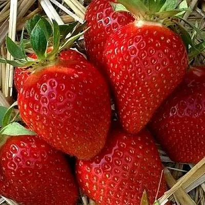 Клубника СИБИЛЛА  Клубника СИБИЛЛА в Калуге