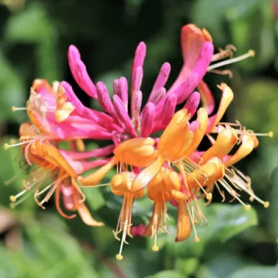 Жимолость ГЕКРОТА в Калуге