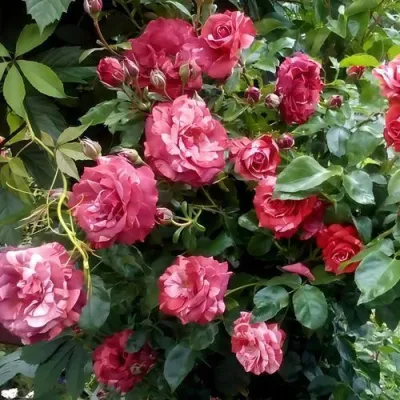 Саженцы роз БРАУНИ плетистая — описание сорта Саженцы роз БРАУНИ плетистая в Калуге