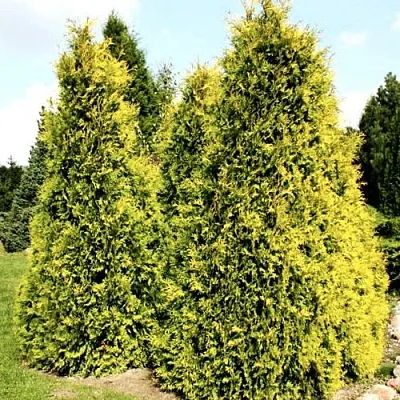 Туя САЛЛАНД западная в Калуге