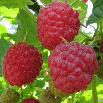 Малина НОВОСТЬ КУЗЬМИНА   Малина НОВОСТЬ КУЗЬМИНА  в Калуге