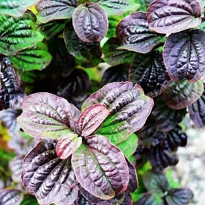 дерен КОМПРЕССА кроваво-красный  дерен КОМПРЕССА кроваво-красный в Калуге