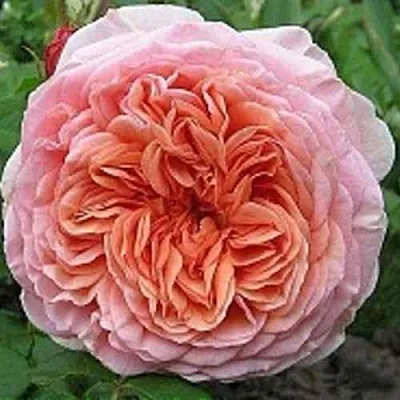 Саженцы роз АБРАХАМ ДЕРБИ английская  Саженцы роз АБРАХАМ ДЕРБИ английская в Калуге