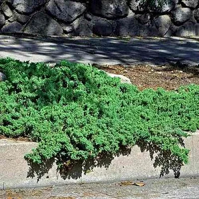 Можжевельник НАНА лежачий в Калуге