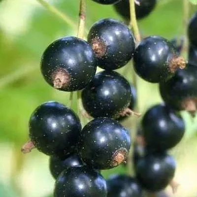 Смородина черная СТРЕЛЕЦ  Смородина черная СТРЕЛЕЦ в Калуге