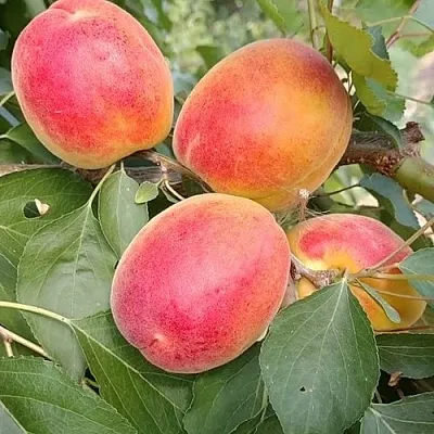 Абрикос ОСОБЕННЫЙ ДЕНИСЮКА  Абрикос ОСОБЕННЫЙ ДЕНИСЮКА в Калуге