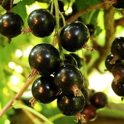 Смородина чёрная НАРА  Смородина чёрная НАРА в Калуге