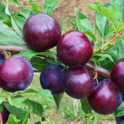 Шарафуга ВЕЛЬВЕТ САНРАЙЗ  Шарафуга ВЕЛЬВЕТ САНРАЙЗ в Калуге