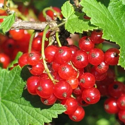 Смородина красная РАЧКОВСКАЯ в Калуге