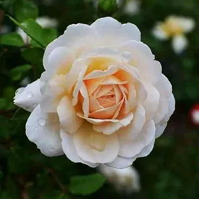 Саженцы роз КРОКУС РОУЗ английская  Саженцы роз КРОКУС РОУЗ английская в Калуге