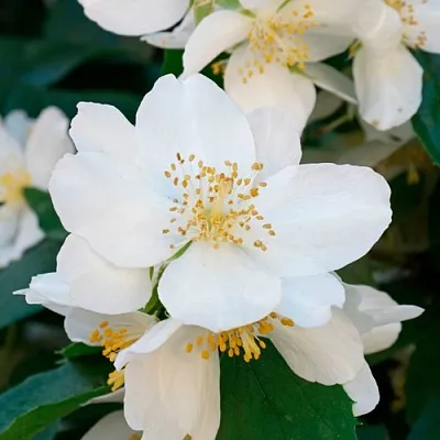 Жасмин ЮСТИНКА  Жасмин ЮСТИНКА в Калуге