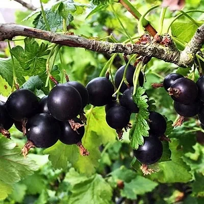 Йошта КРЫМСКАЯ  Йошта КРЫМСКАЯ в Калуге