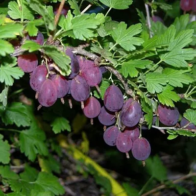 Крыжовник ГРУШЕНЬКА  Крыжовник ГРУШЕНЬКА в Калуге