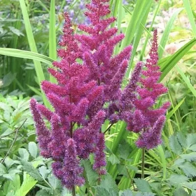 Астильба КАРАОКЕ ПАРТИ китайская в Калуге