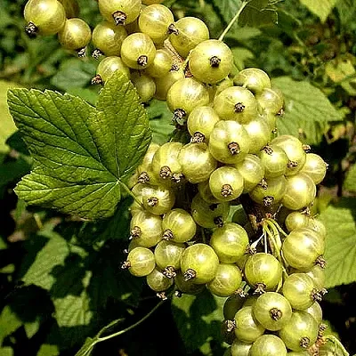Смородина зеленоплодная СНЕЖНАЯ КОРОЛЕВА  Смородина зеленоплодная СНЕЖНАЯ КОРОЛЕВА в Калуге