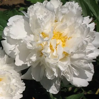 Пион БОУЛ ОФ КРИМ травянистый в Калуге