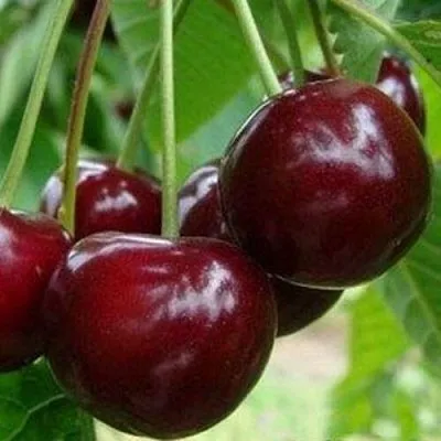 Вишня МИЛАВИЦА  Вишня МИЛАВИЦА в Калуге