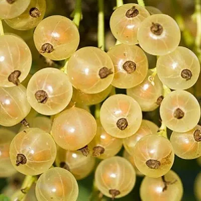 Смородина белая СМОЛЬЯНИНОВСКАЯ  Смородина белая СМОЛЬЯНИНОВСКАЯ в Калуге