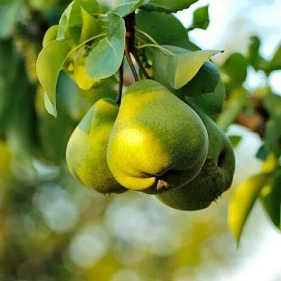 Груша СТОЛИЧНАЯ колонновидная  Груша СТОЛИЧНАЯ колонновидная в Калуге