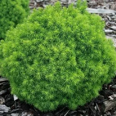 Ель АЛЬБЕРТА ГЛОБ сизая  Ель АЛЬБЕРТА ГЛОБ сизая в Калуге