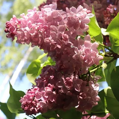 Сирень МЕДОВЫЙ СПАС  Сирень МЕДОВЫЙ СПАС в Калуге