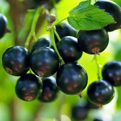 Смородина чёрная ВЕЛОЙ (ЛЕНИНГРАДСКАЯ СЛАДКАЯ) в Калуге