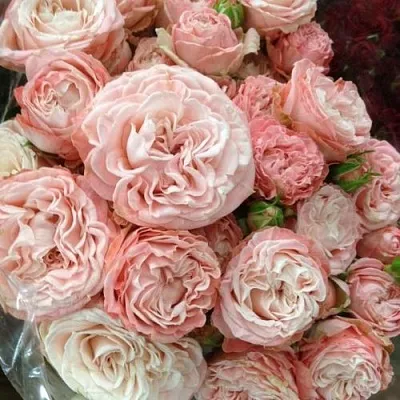 Саженцы роз МАДАМ БОМБАСТИК спрей  Саженцы роз МАДАМ БОМБАСТИК спрей в Калуге