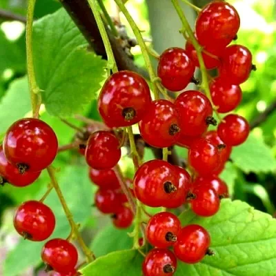 Смородина красная КОРАЛЛОВАЯ в Калуге