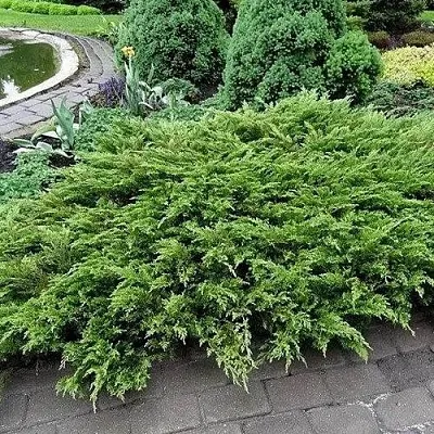 Можжевельник РОКЕРИ ДЖЕМ казацкий в Калуге