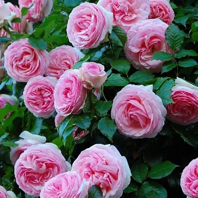 Саженцы роз ПЬЕР ДЕ РОНСАР плетистая  Саженцы роз ПЬЕР ДЕ РОНСАР плетистая в Калуге