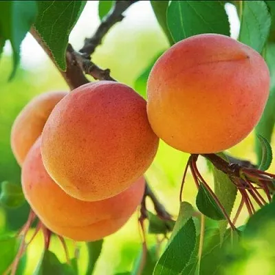 Абрикос ДЕБЮТ  Абрикос ДЕБЮТ в Калуге