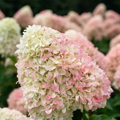 Гортензия САММЕР ЛАВ метельчатая в Калуге