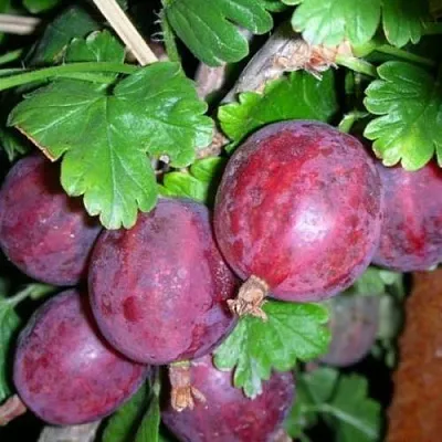 Крыжовник КОЛОБОК  Крыжовник КОЛОБОК в Калуге