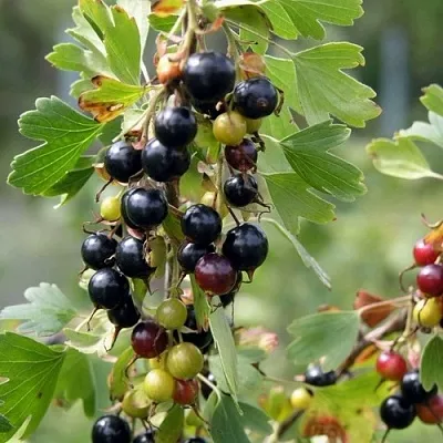 Смородина золотистая ПЛОТНОМЯСАЯ  Смородина золотистая ПЛОТНОМЯСАЯ в Калуге