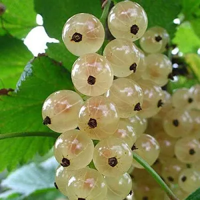 Смородина белая ЮТЕРБОРГСКАЯ  Смородина белая ЮТЕРБОРГСКАЯ в Калуге