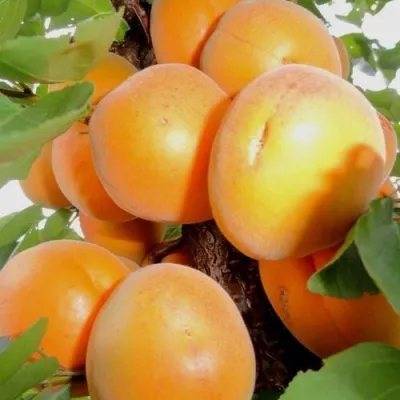 Абрикос ДЕСЕРТНЫЙ — описание сорта Абрикос ДЕСЕРТНЫЙ в Калуге