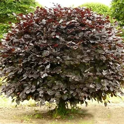 Бук лесной АТРОПУНИЦЕА  Бук лесной АТРОПУНИЦЕА в Калуге