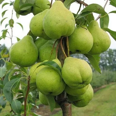 Груша ДЕКОР колонновидная  Груша ДЕКОР колонновидная в Калуге