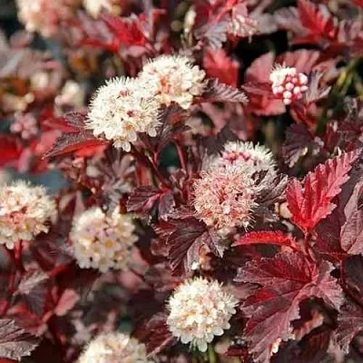 Пузыреплодник ЛЕДИ ИН РЕД  Пузыреплодник ЛЕДИ ИН РЕД в Калуге