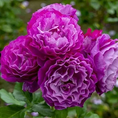 Саженцы роз БЛЮ ЭДЕН  флорибунда  Саженцы роз БЛЮ ЭДЕН  флорибунда в Калуге