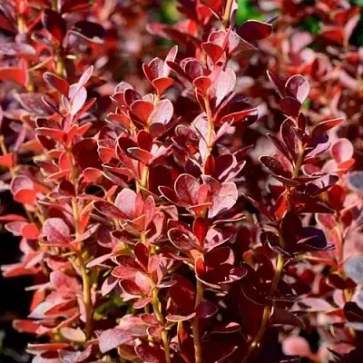 Барбарис ВУЛКАНО тунберга  Барбарис ВУЛКАНО тунберга в Калуге