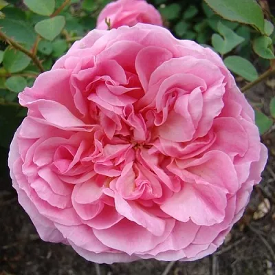 Саженцы роз ХАЙДИ ХОЛЛ английская  Саженцы роз ХАЙДИ ХОЛЛ английская в Калуге