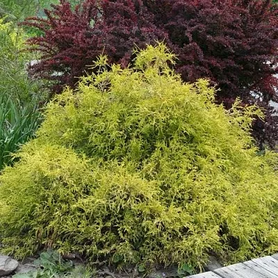 Кипарисовик ГОЛДЕН МОП горохоплодный  Кипарисовик ГОЛДЕН МОП горохоплодный в Калуге