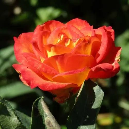 Роза ЛИНА чайно-гибридная  в Калуге