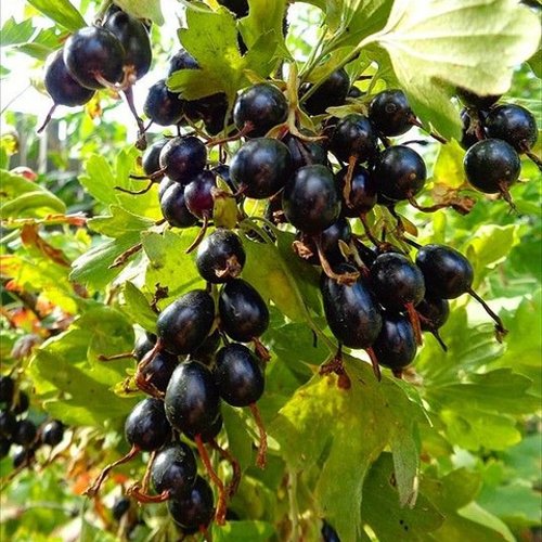 Смородина золотистая ОВАЛЬНАЯ в Калуге
