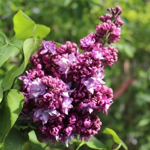 Сирень МАРШАЛ МАЛИНОВСКИЙ в Калуге
