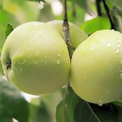 Саженцы яблони оптом в Калуге