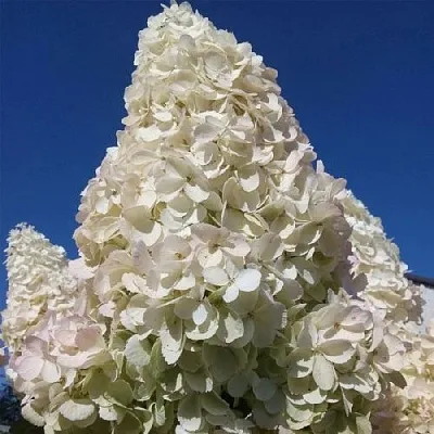 Белая в Калуге