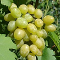 Виноград в Калуге