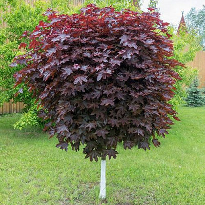 Клен красный в Калуге